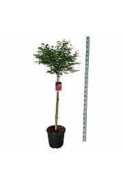 Euonymus alatus Compactus C30 Lit Na steblu 120 cm