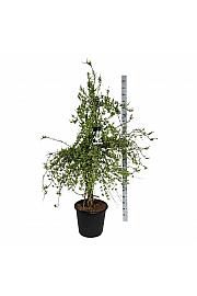 Exochorda The Bride C55 Lit. 125-150 cm extra