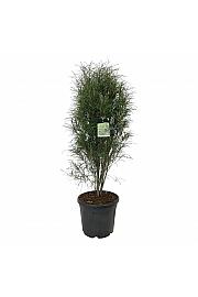 Frangula alnus Fine Line ® C30 Lit. 125-150 cm extra