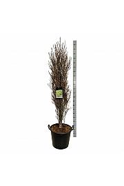 Frangula alnus Fine Line ® C55 Lit. 125-150 cm extra