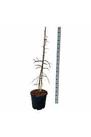 Ginkgo biloba China Pendula C30 Lit. 125-150 cm extra