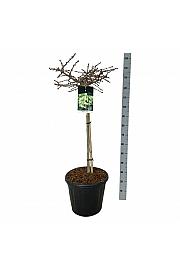 Ginkgo biloba Mariken C30 Lit. Na steblu 80 cm