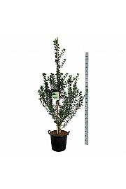 Ginkgo biloba Menhir C30 Lit. 175-200 cm extra