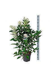 Hydrangea paniculata Wims Red C15 Lit. 60-80 cm