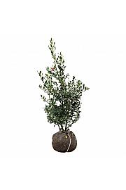 Ilex aquifolium Alaska bala 80-100 cm