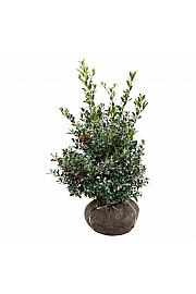 Ilex aquifolium Alaska bala 80-100 cm extra