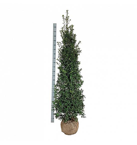 Ilex aquipernyi Dragon Lady bala 175-200 cm extra