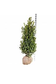 Ilex meserveae Heckenfee PBR bala 125-150 cm extra