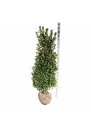 Ilex meserveae Heckenstar PBR bala 150-175 cm extra