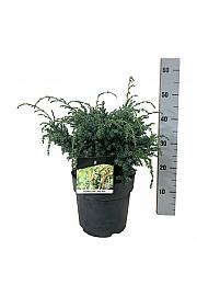 Juniperus chinensis Blue Alps C7 Lit. 30-40 cm