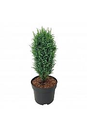 Juniperus communis Compressa C7,5 Lit. 40-50 cm