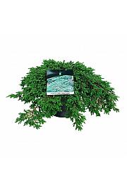 Juniperus communis Green Carpet C7 Lit. 40-50 cm