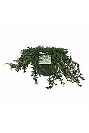 Juniperus communis Ristol C7,5 Lit. 60-80 cm