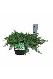 Juniperus conferta Schlager C7 Lit. 30-40 cm