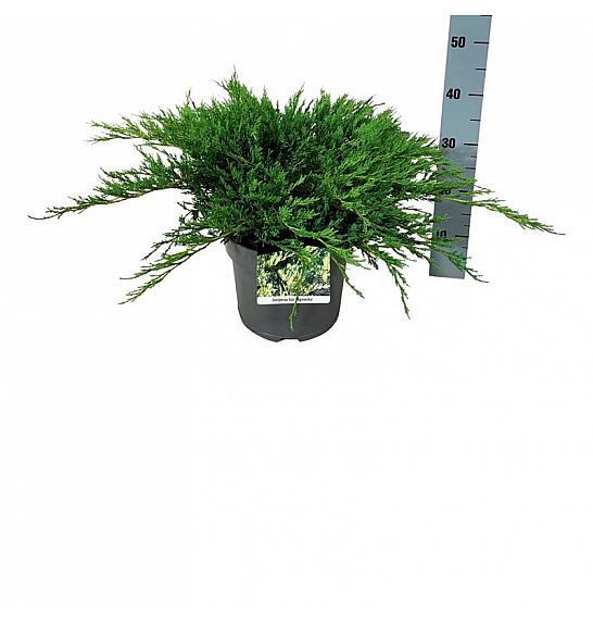 Juniperus horizontalis Agnieszka C7 Lit. 40-50 cm
