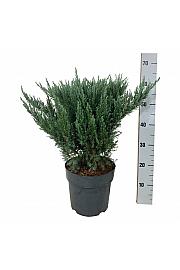 Juniperus pfitzeriana Blue Chiffon C7 Lit. 40-50 cm