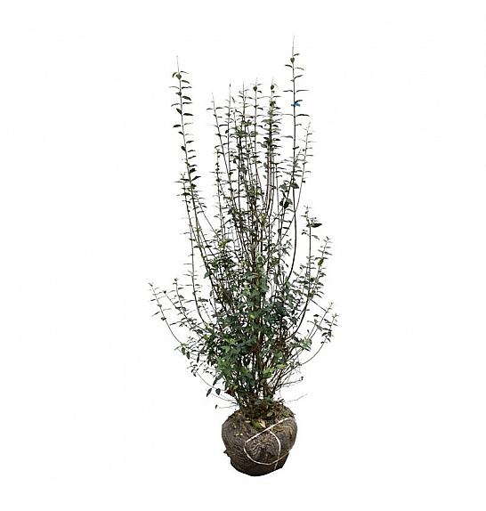 Ligustrum vulgaris Atrovirens bala 125-150 cm