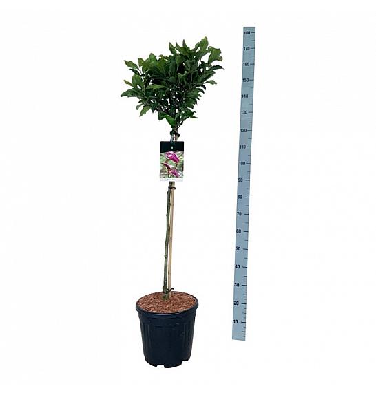 Magnolia Susan C15 Lit. Na steblu 90 cm