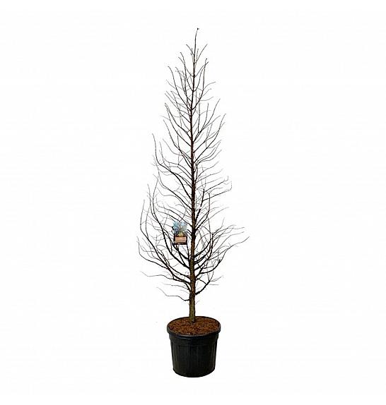 Metasequoia glyptostroboides Amber Glow PBR C90 Lit. 250-300 cm extra