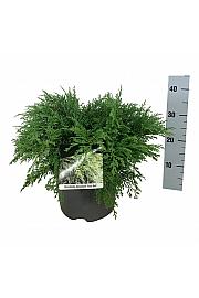 Microbiota decussata Fuzzball C7,5 Lit. 50-60 cm