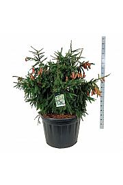 Picea abies Acrocona C180 Lit. 100-125 cm; Soliter