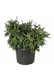 Picea abies Acrocona C230 Lit. 125-150 cm; Soliter