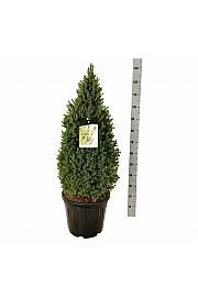 Picea glauca Perfecta C30 Lit. 80-100 cm extra