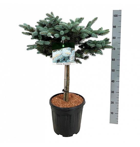 Picea pungens Glauca Globosa C15 Lit. Na steblu 40 cm; Krošnja 40/50 cm