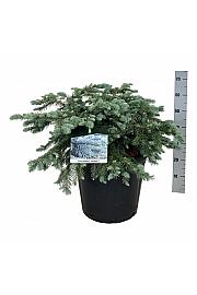 Picea pungens Karpaten C30 Lit. 60-80 cm