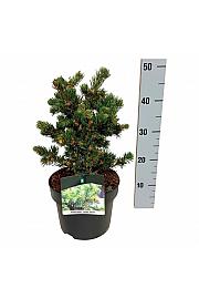 Picea pungens Lucky Strike C4 Lit. 25-30 cm