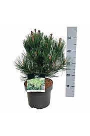 Pinus heldreichii Compact Gem C4 Lit. 30-40 cm