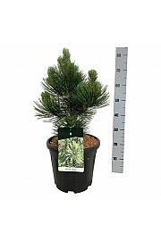 Pinus heldreichii Malinki C15 Lit. 40-50 cm