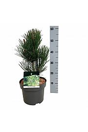 Pinus heldreichii Satellit C4 Lit. 30-40 cm
