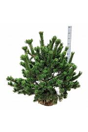 Pinus mugo bala 80-100 cm extra