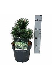 Pinus mugo Gnom C4 Lit. 15-20 cm