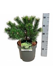 Pinus mugo Gnom C7,5 Lit. 25-30 cm