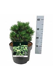 Pinus mugo Heideperle C4 Lit. 15-20 cm