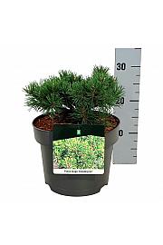 Pinus mugo Klostergrün C4 Lit. 15-20 cm