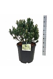 Pinus mugo Limerick C30 Lit. 40-50 cm extra