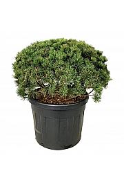 Pinus mugo Mumpitz C110 Lit. 80-100 cm; Soliter