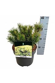 Pinus mugo Ophir C4 Lit. 20-25 cm