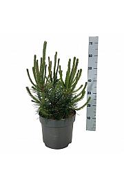 Pinus mugo uncinata C7,5 Lit. 40-50 cm