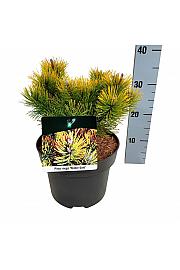 Pinus mugo Winter Gold C4 Lit. 20-25 cm