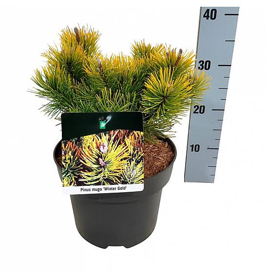 Pinus mugo Winter Gold C4 Lit. 20-25 cm