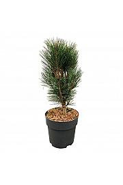 Pinus nigra Loïs C4 Lit. 30-40 cm