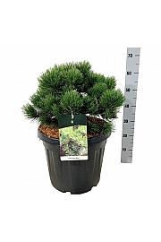 Pinus nigra Nana C30 Lit. 40-50 cm extra
