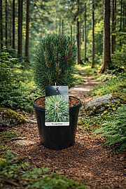 Pinus nigra Richard C15 Lit. 30-40 cm