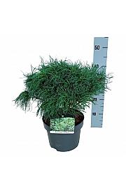 Pinus strobus Tiny Kurls C4 Lit. 30-40 cm