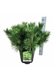 Pinus thunbergii Sayonara C15 Lit. 40-50 cm