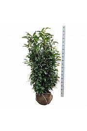 Prunus laurocerasus Genolia ® bala 125-150 cm extra